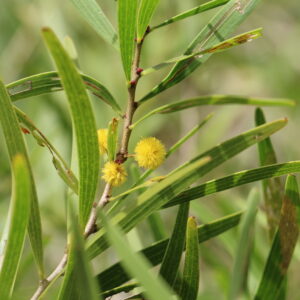 Acacia simplicifolia