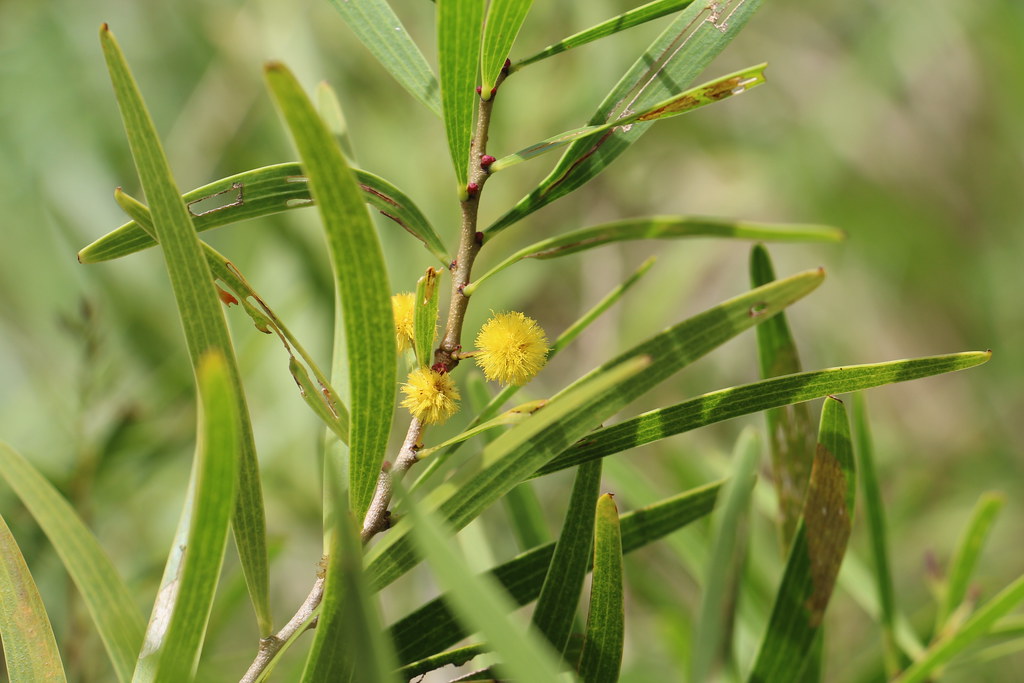 Acacia simplicifolia