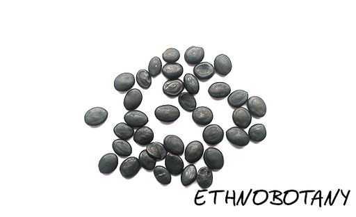 Acacia simplicifolia — изображение 2