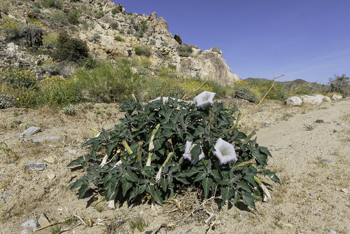 Трава Дьявола — Datura