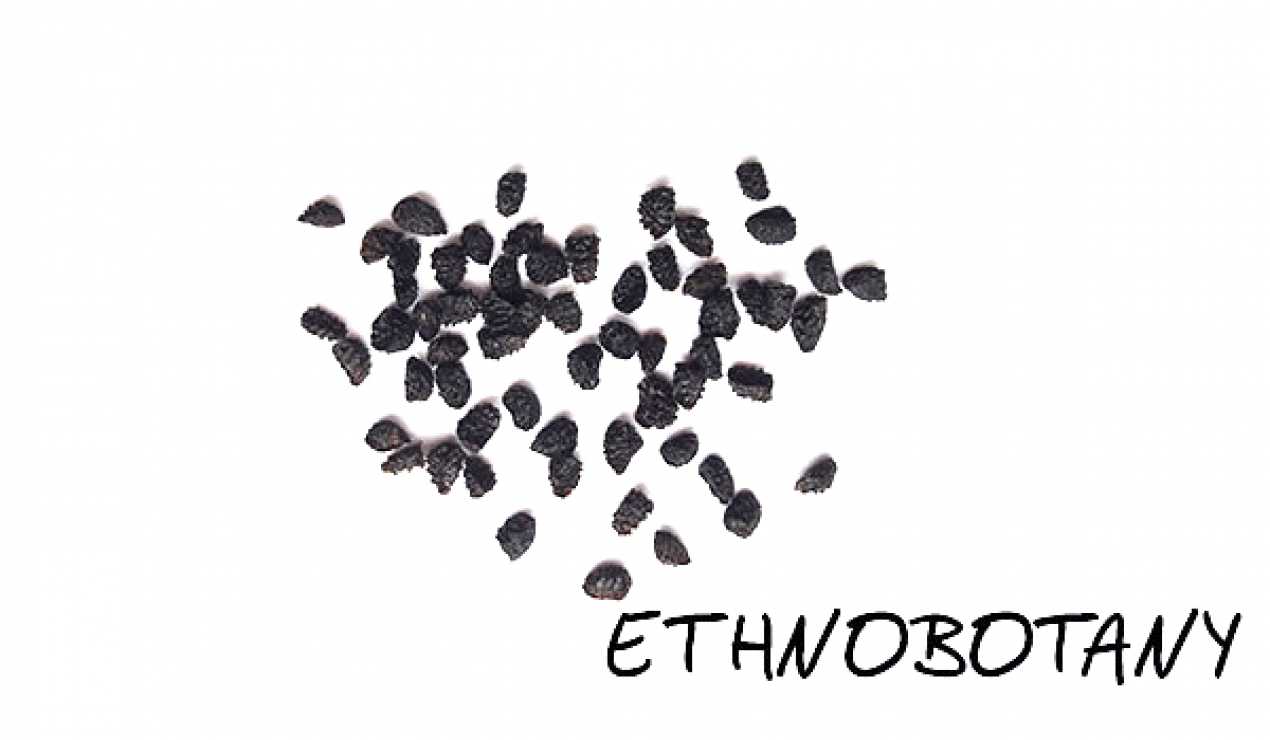 Aconitum lycoctonum — изображение 2