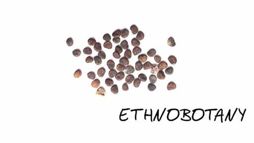 Anisodus luridus — изображение 2