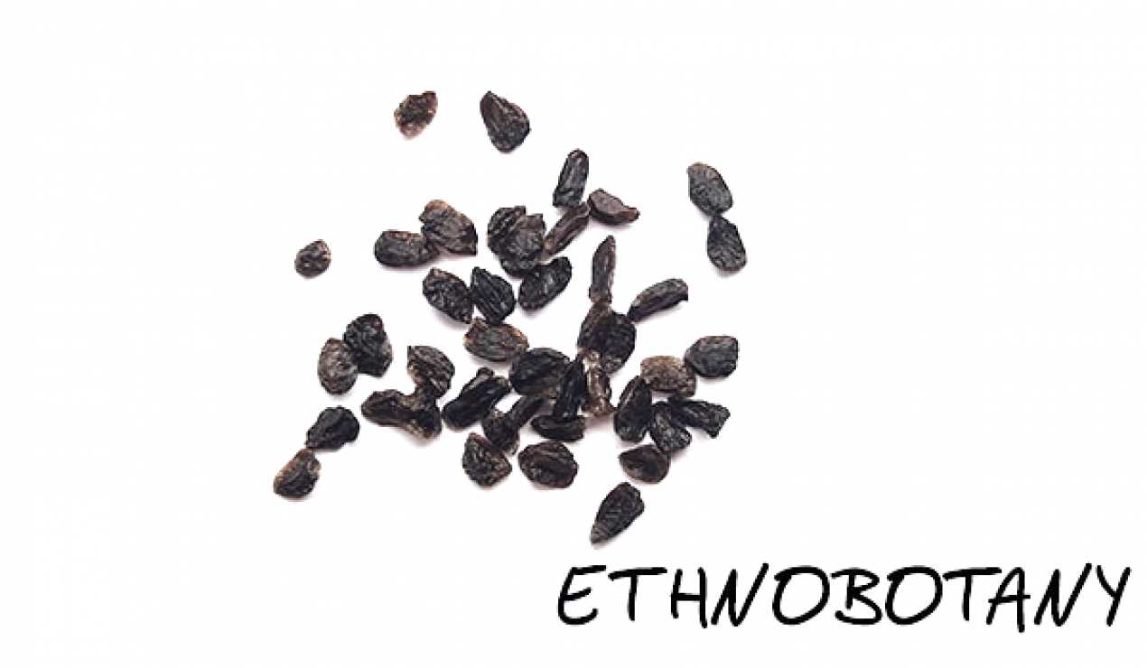 Aconitum napellus — изображение 2