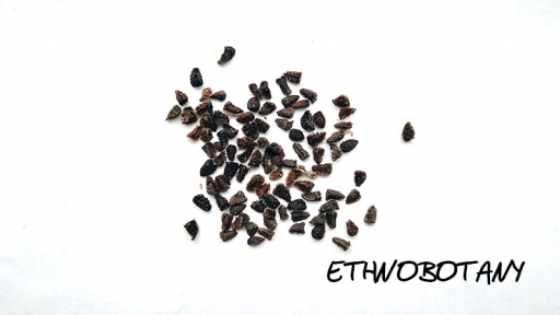 Aconitum septentrionale — изображение 2