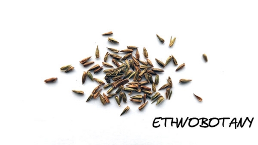 Achyranthes bidentata — изображение 2