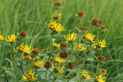 Священное растение о девяти сил
