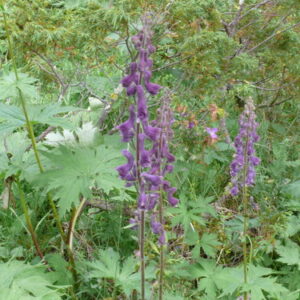 Aconitum septentrionale