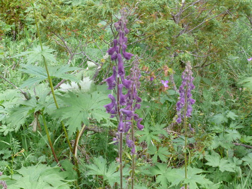 Aconitum septentrionale