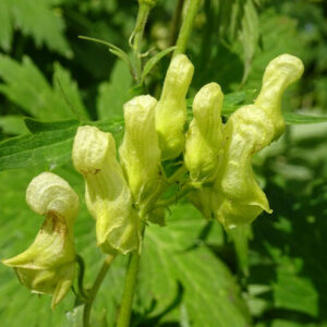 Aconitum lycoctonum