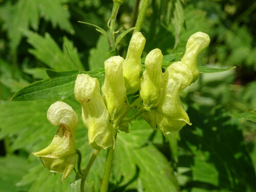 Aconitum lycoctonum
