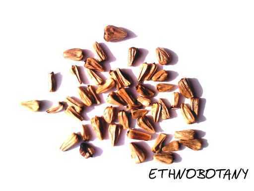 Acorus calamus — изображение 2