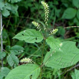 Achyranthes bidentata