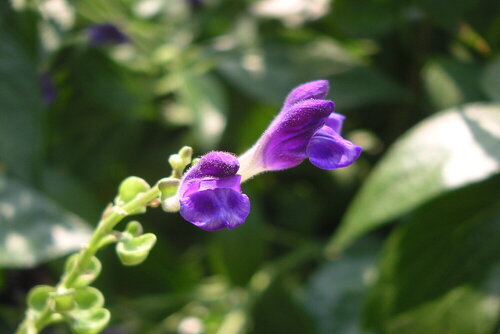 Шлемник — лучшее средство от беспокойства
