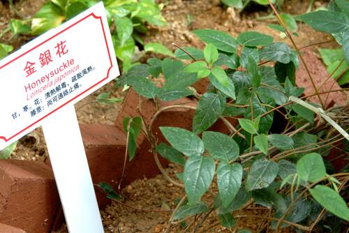 Священные растения Китая