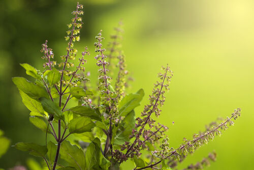 Базилик Тулси – священное растение Аюрведы