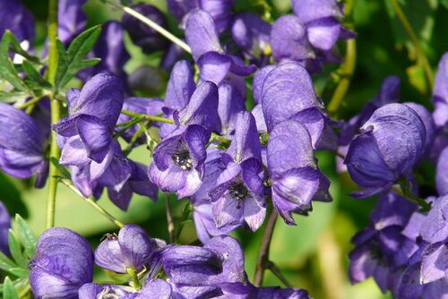 Цветок смерти — Aconitum napellus