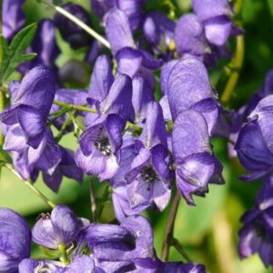 Aconitum napellus