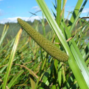 Acorus calamus