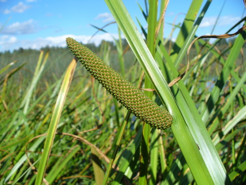 Acorus calamus