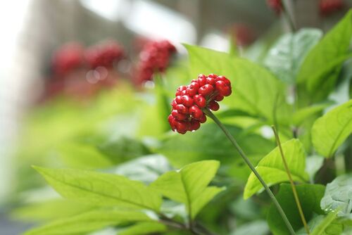 Женьшень. Корень жизни