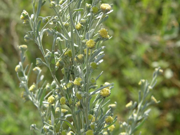 Artemisia absinthium