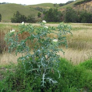 Argemone mexicana var. ochroleuca