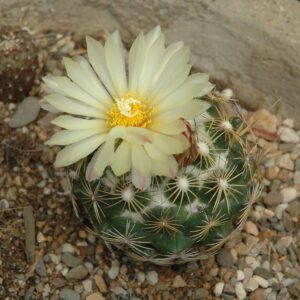 Coryphantha compacta