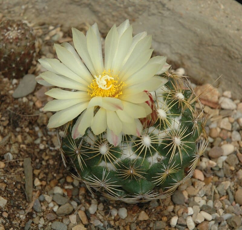 Coryphantha compacta