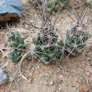 Coryphantha macromeris