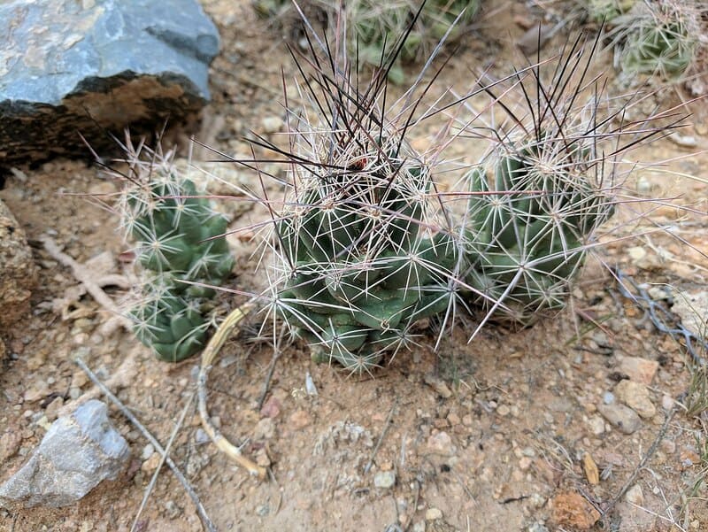 Coryphantha macromeris