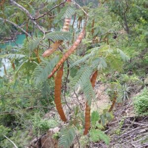 Anadenanthera colubrina