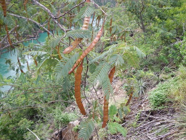 Anadenanthera colubrina