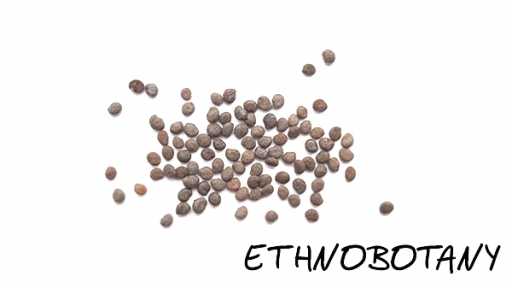 Atropa baetica — изображение 2