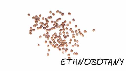 Atropa belladonna var. lutea — изображение 2