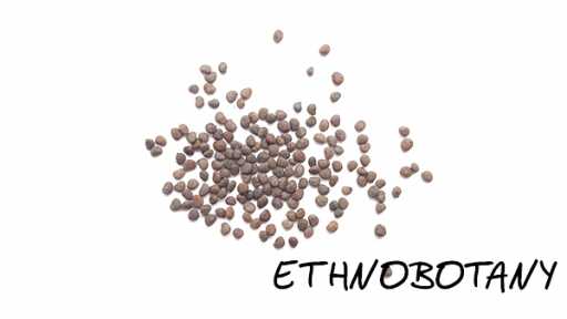 Atropa caucasica — изображение 2