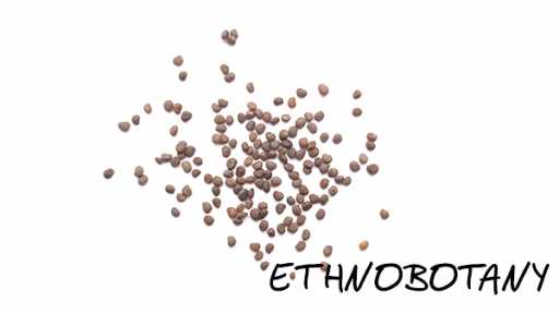 Atropa komarovii — изображение 2