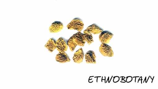 Brugmansia suaveolens — изображение 2