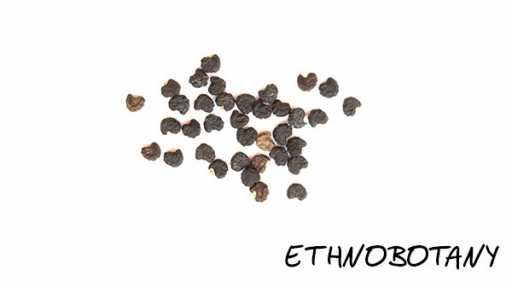 Datura discolor — изображение 2