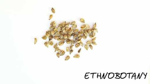 Conium maculatum — изображение 2