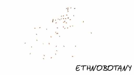 Bacopa monnieri — изображение 2