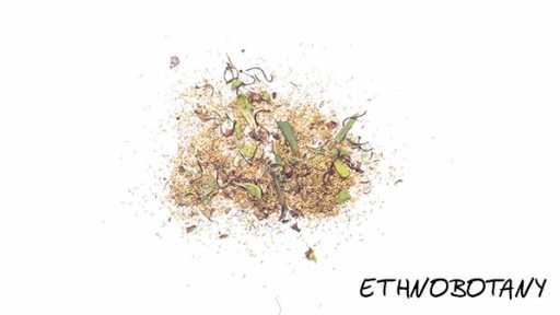 Heimia salicifolia — изображение 2