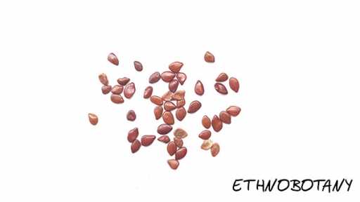 Desmanthus illinoensis — изображение 2