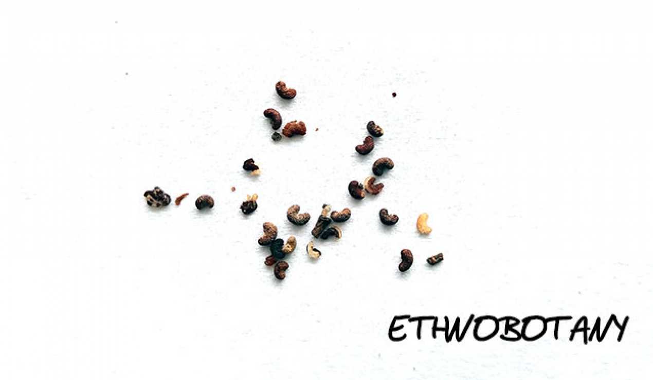 Duboisia hopwoodii — изображение 2