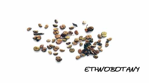 Centella asiatica — изображение 2