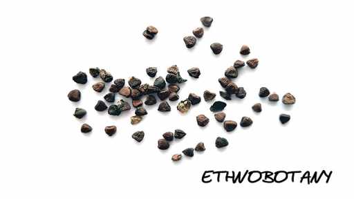 Gynostemma pentaphyllum — изображение 2