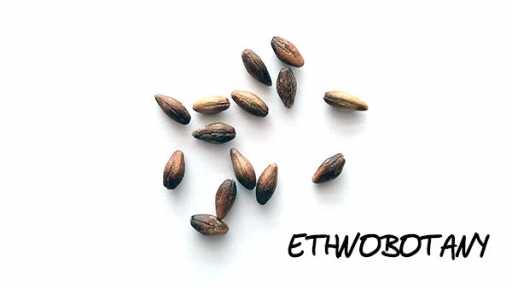 Ephedra fragilis — изображение 2