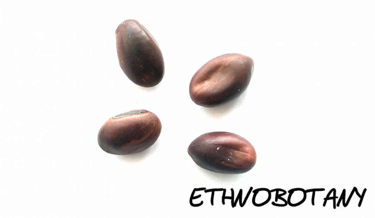 Canavalia maritima — изображение 2