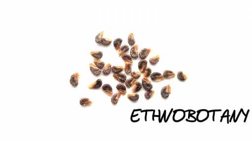 Datura leichhardtii — изображение 2