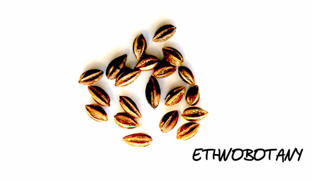 Erythroxylum var. coca — изображение 2