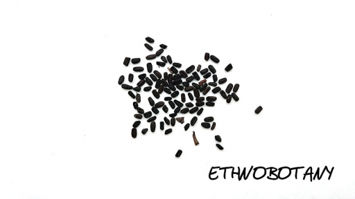 Catharanthus roseus — изображение 2